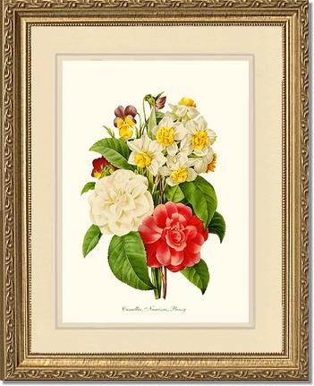 Camellia, Narcissus, Pansy | Flower/Floral Art Print