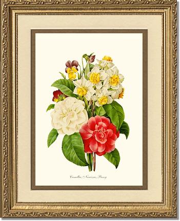 Camellia, Narcissus, Pansy | Flower/Floral Art Print