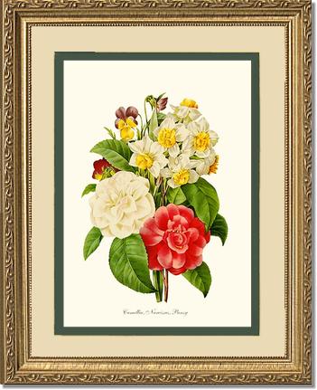 Camellia, Narcissus, Pansy | Flower/Floral Art Print