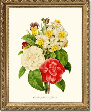 Camellia, Narcissus, Pansy