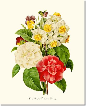 Camellia, Narcissus, Pansy