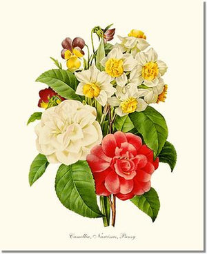 Camellia, Narcissus, Pansy