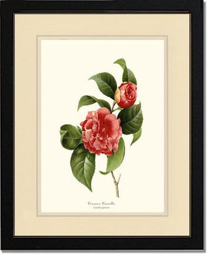 Camellia, Common Red