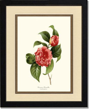 Camellia, Common Red