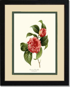 Camellia, Common Red