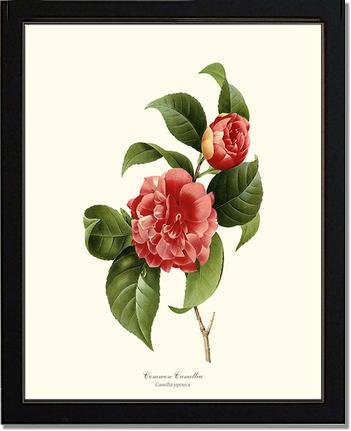 Camellia, Common Red | Flower/Floral Art Print