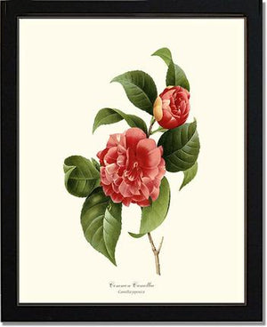 Camellia, Common Red