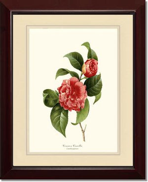 Camellia, Common Red