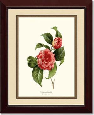 Camellia, Common Red