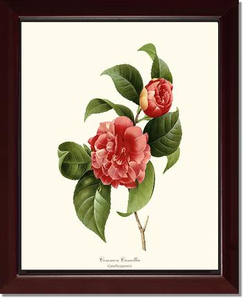 Camellia, Common Red | Flower/Floral Art Print