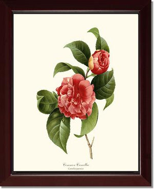 Camellia, Common Red