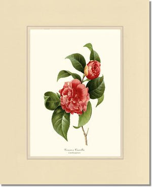 Camellia, Common Red