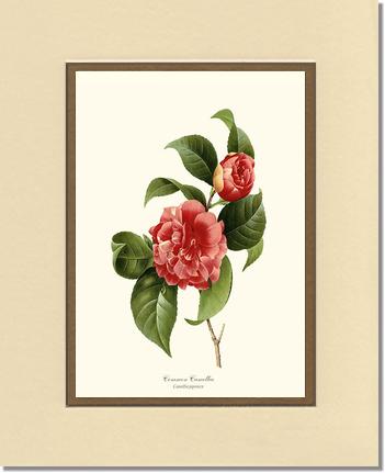 Camellia, Common Red | Flower/Floral Art Print