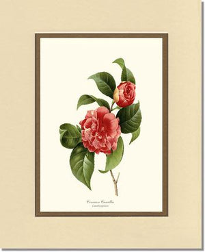 Camellia, Common Red