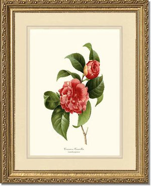 Camellia, Common Red