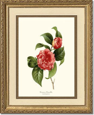 Camellia, Common Red