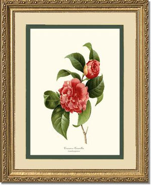 Camellia, Common Red