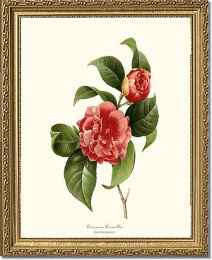 Camellia, Common Red