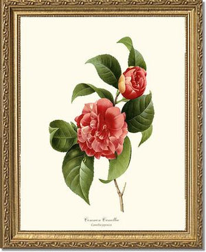 Camellia, Common Red