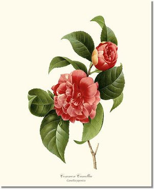 Flower Print: Camellia, Common Red