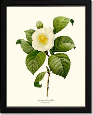 Camellia, Common White