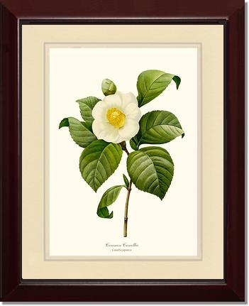 Camellia, Common White | Flower/Floral Art Print