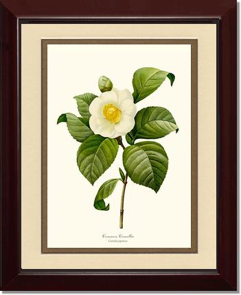 Camellia, Common White | Flower/Floral Art Print