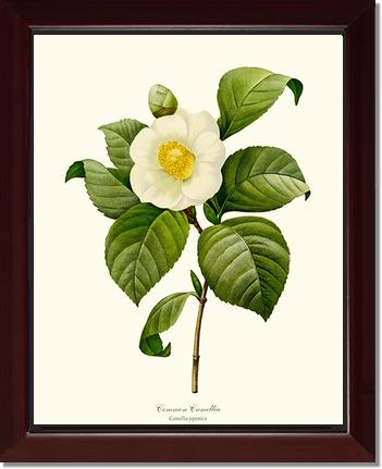 Camellia, Common White | Flower/Floral Art Print