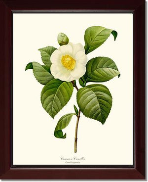 Camellia, Common White