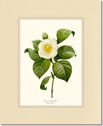 Camellia, Common White | Flower/Floral Art Print