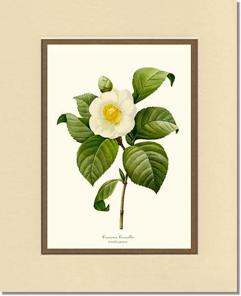 Camellia, Common White | Flower/Floral Art Print