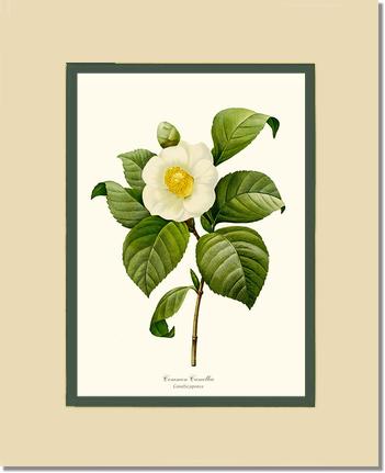 Camellia, Common White | Flower/Floral Art Print
