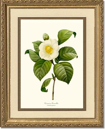 Camellia, Common White | Flower/Floral Art Print