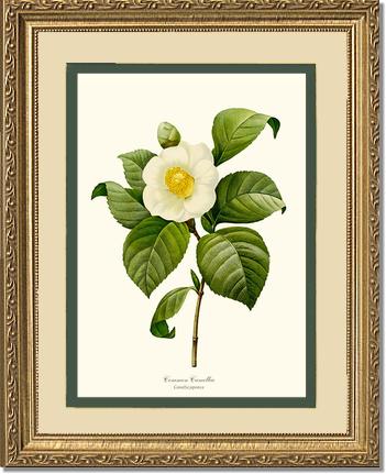 Camellia, Common White | Flower/Floral Art Print