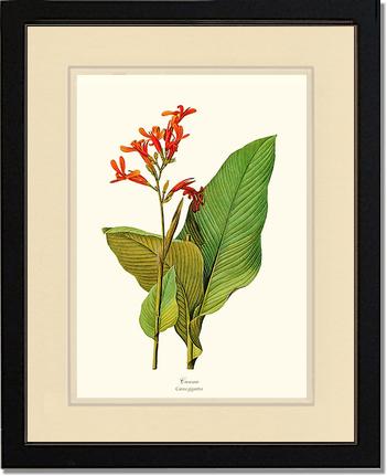 Canna | Flower/Floral Art Print