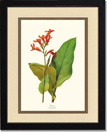 Canna | Flower/Floral Art Print