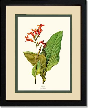 Canna | Flower/Floral Art Print