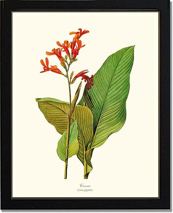 Canna | Flower/Floral Art Print