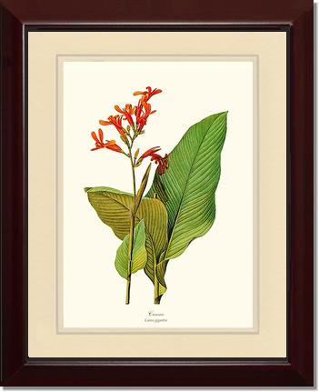 Canna | Flower/Floral Art Print