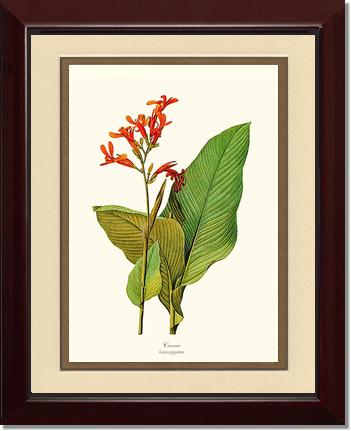 Canna | Flower/Floral Art Print