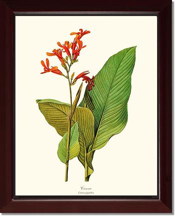 Canna | Flower/Floral Art Print