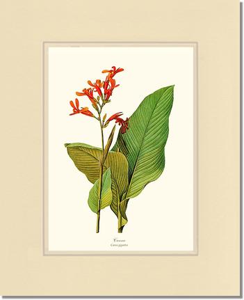 Canna | Flower/Floral Art Print