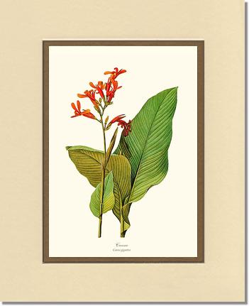Canna | Flower/Floral Art Print