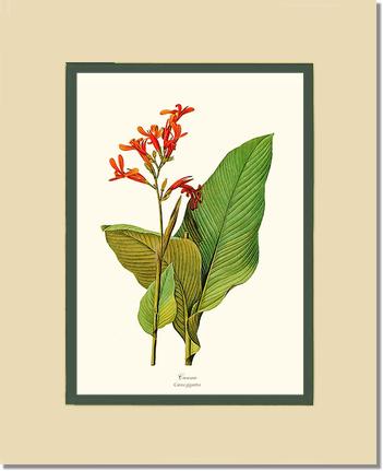Canna | Flower/Floral Art Print