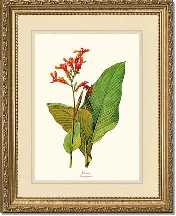 Canna | Flower/Floral Art Print