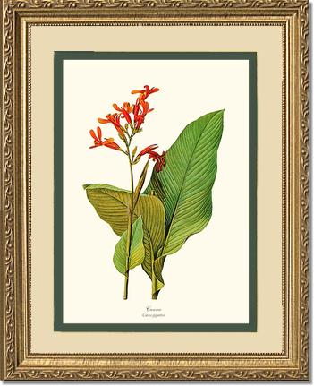 Canna | Flower/Floral Art Print