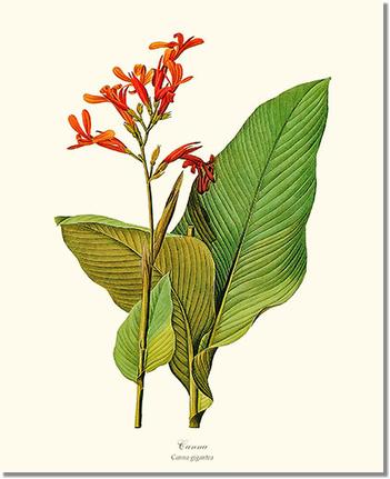 Canna | Flower/Floral Art Print