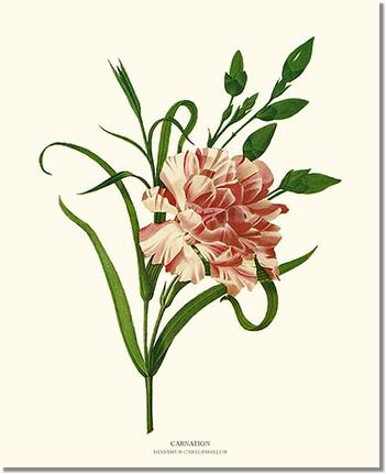 Carnation Dianthus