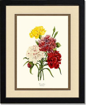 Carnation