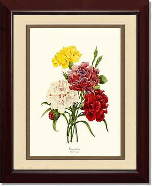 Carnation